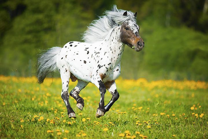 what is an appaloosa horse